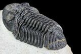 Bargain, Pedinopariops Trilobite - Mrakib, Morocco #110677-5